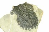 Bargain, Hollardops Trilobite Fossil - Ofaten, Morocco #287462-5